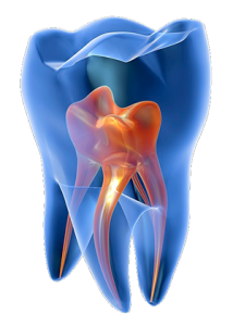 endodonzia